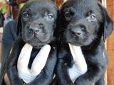 SAFKAN SİYAH VE ÇİKOLATA LABRADOR YAVRULARIMIZ