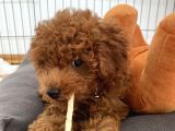 Red Brown Toy Poodle 