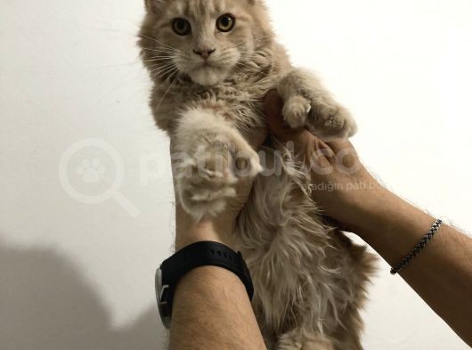 Dişi - Erkek Maine Coon Yavrularım görsel