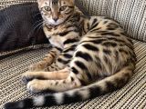 4 Aylik Bengal Kedi̇si̇