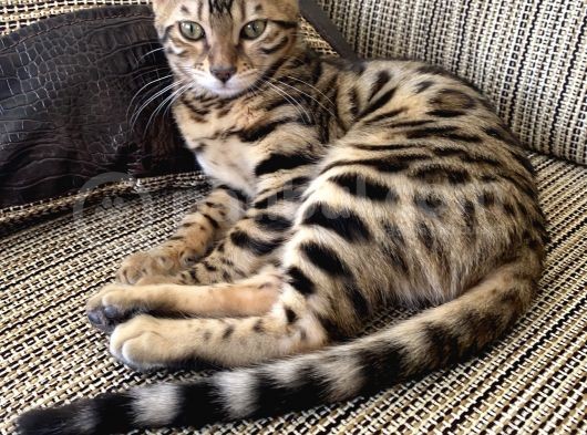 4 Aylik Bengal Kedi̇si̇ görsel