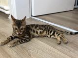 4 Aylik Bengal Kedi̇si̇