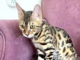 4 Aylik Bengal Kedi̇si̇