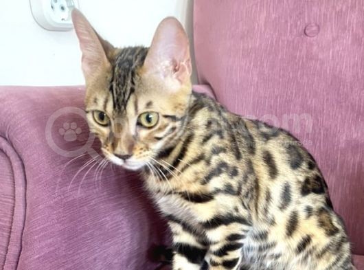 4 Aylik Bengal Kedi̇si̇ görsel