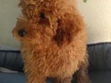 Safkan Poodle Yavruları