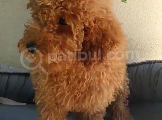 Safkan Poodle Yavruları görsel