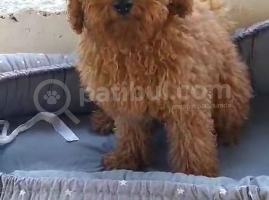 Safkan Poodle Yavruları görsel