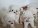 Maltese terrier