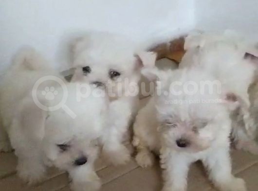 Maltese Terrier