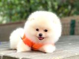 Tedy Bear Pomeranian Minnak Yavrular