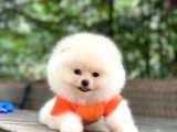 Tedy Bear Pomeranian Minnak Yavrular
