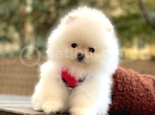 Elit Pomeranian Boo Yavrular görsel
