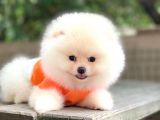 Tedy Bear Pomeranian Minnak Yavrular