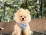 Pomeranian Pigo Yavrular
