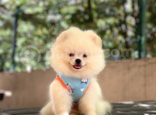 Pomeranian Pigo Yavrular görsel