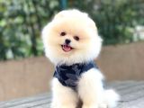 Pomeranian Boo Yavrular