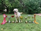 Şampiyon Anne Babadan Labrador Retriever Bebekler