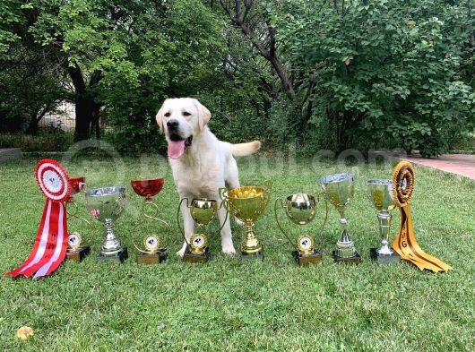Şampiyon Anne Babadan Labrador Retriever Bebekler görsel