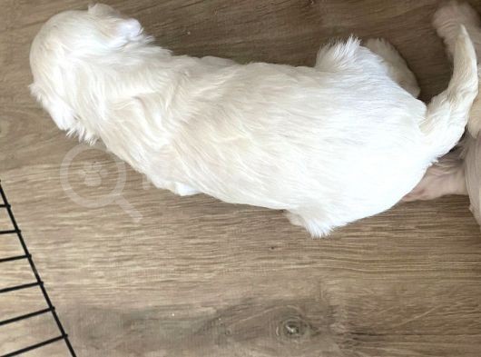 Maltese Yavruları  Teslime Hazır  görsel