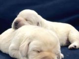 Şampiyon Anne Babadan Labrador Retriever Bebekler