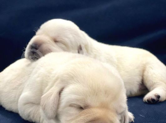 Şampiyon Anne Babadan Labrador Retriever Bebekler görsel