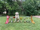Şampiyon Anne Babadan Labrador Retriever Bebekler
