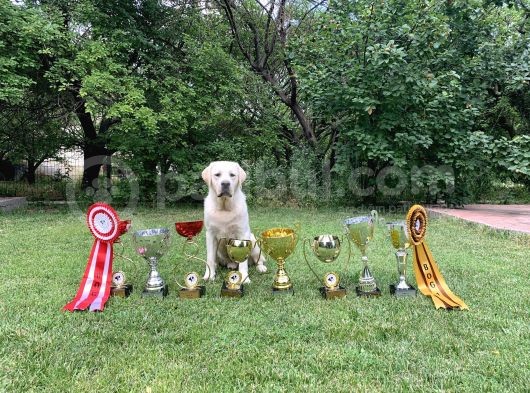 Şampiyon Anne Babadan Labrador Retriever Bebekler görsel