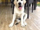 Şampiyon Anne Babadan Labrador Retriever Bebekler