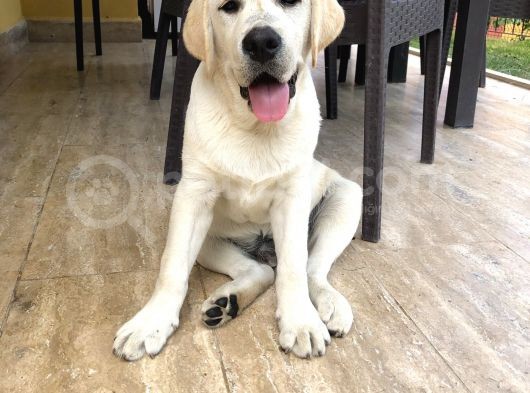 Şampiyon Anne Babadan Labrador Retriever Bebekler görsel