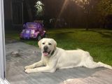 Şampiyon Anne Babadan Labrador Retriever Bebekler