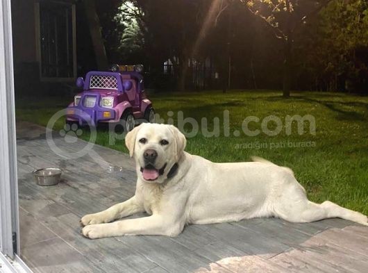 Şampiyon Anne Babadan Labrador Retriever Bebekler görsel