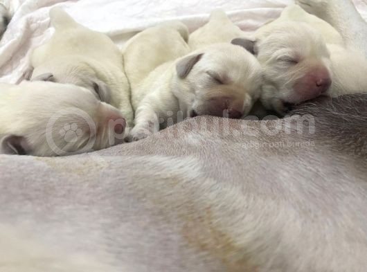 Şampiyon Anne Babadan Labrador Retriever Bebekler görsel