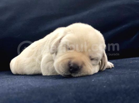 Şampiyon Anne Babadan Labrador Retriever Bebekler
