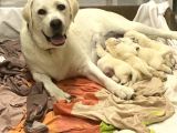 Şampiyon Anne Babadan Labrador Retriever Bebekler