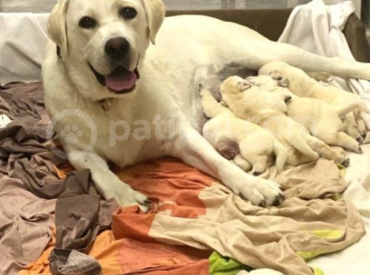 Şampiyon Anne Babadan Labrador Retriever Bebekler görsel