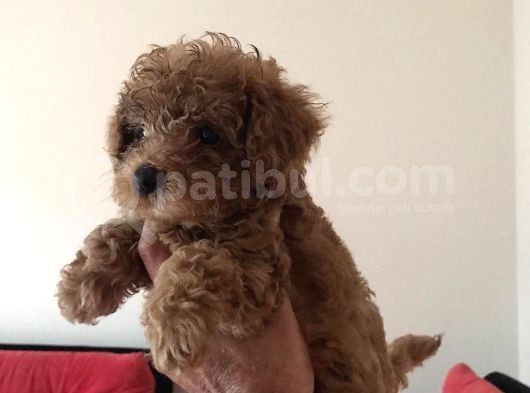 Tea Cup Secereli̇ Red Brown Toy Poodle Yavrularimiz