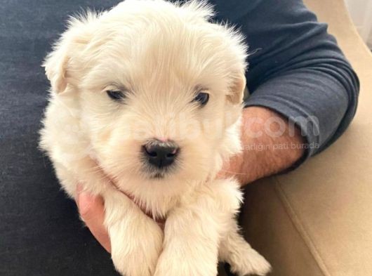 Topaç Gibi Maltipoo Bebeğimiz