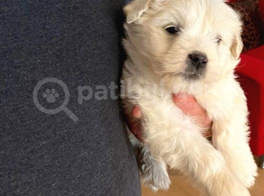 Topaç Gibi Maltipoo Bebeğimiz görsel