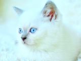 Harika Mavi Göz Blue Point British Shorthair