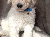 Üreti̇ci̇den Orji̇nal Standart Poodle Yavrular