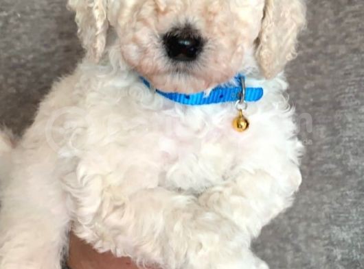 Üreti̇ci̇den Orji̇nal Standart Poodle Yavrular görsel