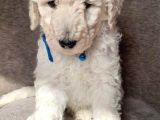 Üreti̇ci̇den Orji̇nal Standart Poodle Yavrular