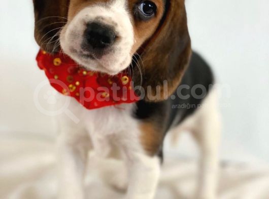 Köpek Üreti̇m Çi̇ftli̇ği̇ Beagle Yavrular görsel
