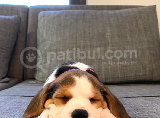 Köpek Üreti̇m Çi̇ftli̇ği̇ Beagle Yavrular görsel
