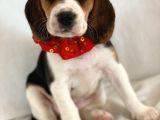 Köpek Üreti̇m Çi̇ftli̇ği̇ Beagle Yavrular