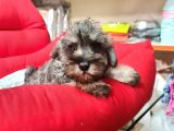 Köpek Çi̇ftli̇ği̇ Orji̇nal Schnauzer Yavrular