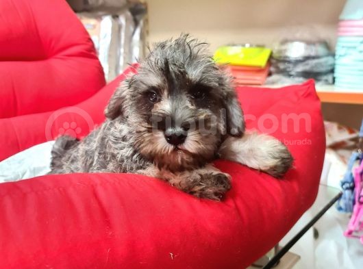 Köpek Çi̇ftli̇ği̇ Orji̇nal Schnauzer Yavrular görsel