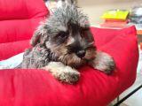Köpek Çi̇ftli̇ği̇ Orji̇nal Schnauzer Yavrular