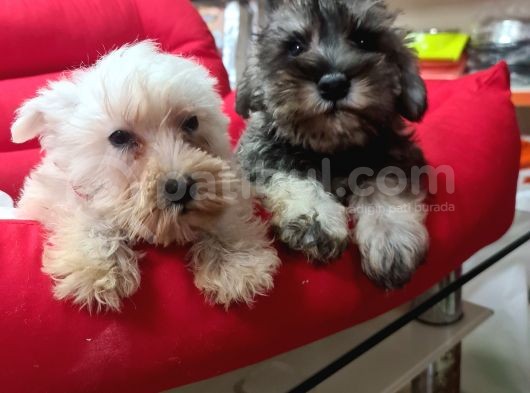 Köpek Çi̇ftli̇ği̇ Orji̇nal Schnauzer Yavrular görsel