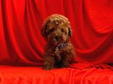 A Kali̇te Mi̇ni̇ Toy Poodle Bebekleri̇mi̇z